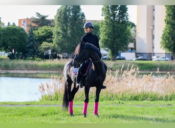 Węgierski koń sportowy Mix, Wałach, 8 lat, 160 cm, Ciemnogniada