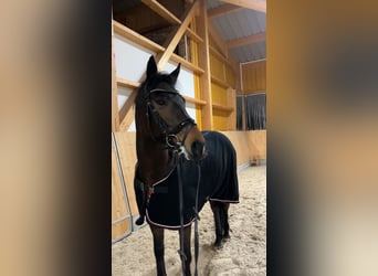 Węgierski koń sportowy, Wałach, 8 lat, 164 cm, Gniada