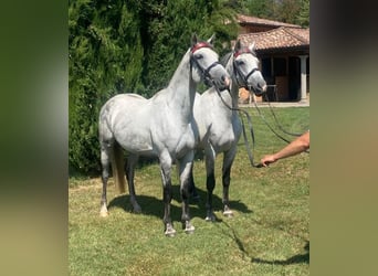 Węgierski koń sportowy, Wałach, 8 lat, 165 cm, Siwa