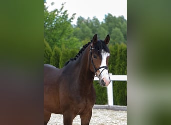 Węgierski koń sportowy, Wałach, 9 lat, 160 cm, Ciemnogniada