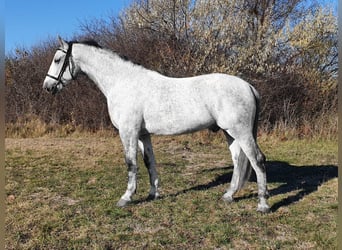 Węgierski koń sportowy Mix, Wałach, 9 lat, 164 cm, Siwa