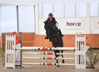 Węgierski koń sportowy, Wałach, 9 lat, 171 cm, Ciemnogniada
