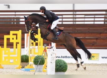 Węgierski koń sportowy, Wałach, 9 lat, 175 cm, Ciemnogniada