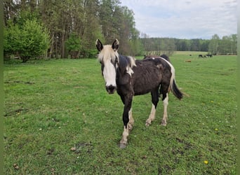 Weitere Kaltblüter Mix, Hengst, 2 Jahre, 155 cm, Schecke