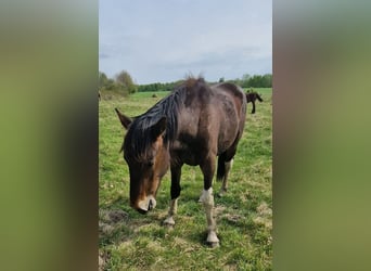 Weitere Kaltblüter Mix, Hengst, 2 Jahre, 160 cm, Rotbrauner
