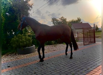 Weitere Kaltblüter Mix, Hengst, 2 Jahre, 164 cm