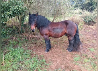 Weitere Kaltblüter, Hengst, 9 Jahre, Dunkelbrauner