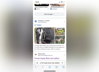 Weitere Kaltblüter, Hengst, 8 Jahre, 145 cm, Roan-Blue