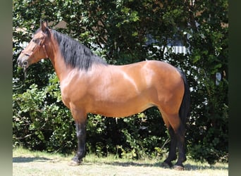 Weitere Kaltblüter Mix, Stute, 10 Jahre, 150 cm, Brauner