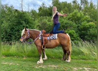 Weitere Kaltblüter, Stute, 10 Jahre, 154 cm, Dunkelfuchs