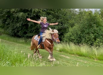 Weitere Kaltblüter, Stute, 10 Jahre, 154 cm, Dunkelfuchs