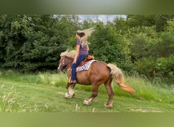 Weitere Kaltblüter, Stute, 10 Jahre, 155 cm, Dunkelfuchs