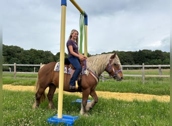 Weitere Kaltblüter, Stute, 10 Jahre, 155 cm, Dunkelfuchs