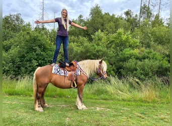 Weitere Kaltblüter, Stute, 10 Jahre, 155 cm, Dunkelfuchs