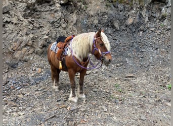 Weitere Kaltblüter, Stute, 10 Jahre, 155 cm, Dunkelfuchs