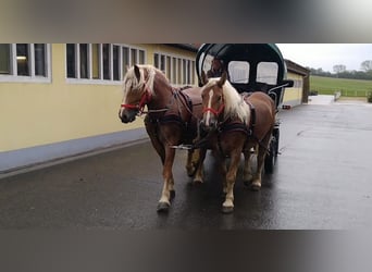 Weitere Kaltblüter, Stute, 10 Jahre, 159 cm, Fuchs