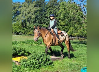 Weitere Kaltblüter, Stute, 11 Jahre, 163 cm, Tigerschecke