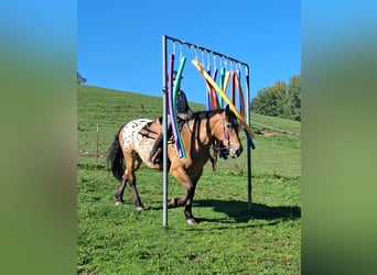 Weitere Kaltblüter, Stute, 11 Jahre, 163 cm, Tigerschecke