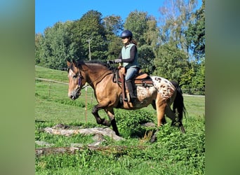 Weitere Kaltblüter, Stute, 11 Jahre, 163 cm, Tigerschecke
