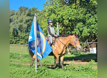 Weitere Kaltblüter, Stute, 11 Jahre, 163 cm, Tigerschecke