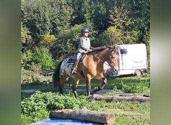 Weitere Kaltblüter, Stute, 11 Jahre, 163 cm, Tigerschecke