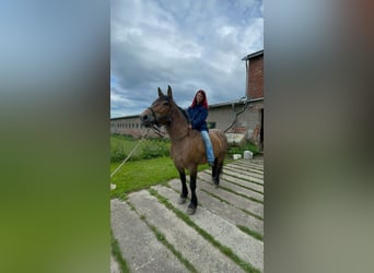 Weitere Kaltblüter Mix, Stute, 11 Jahre, Braunfalbschimmel