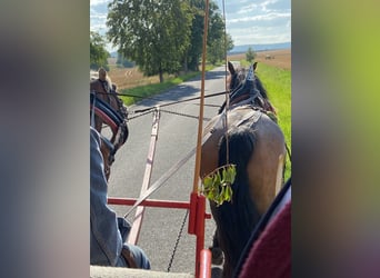 Weitere Kaltblüter Mix, Stute, 11 Jahre, Braunfalbschimmel