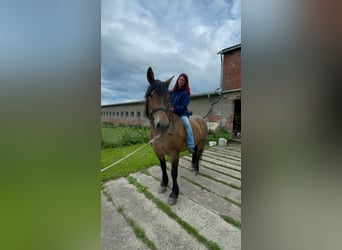 Weitere Kaltblüter Mix, Stute, 11 Jahre, Braunfalbschimmel