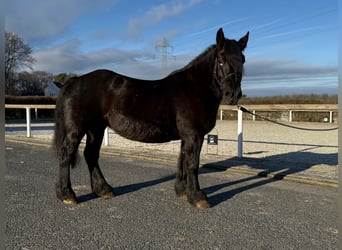 Weitere Kaltblüter Mix, Stute, 12 Jahre, 150 cm, Rappe
