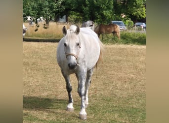 Weitere Kaltblüter Mix, Stute, 12 Jahre, 158 cm, Apfelschimmel