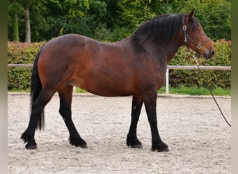 Weitere Kaltblüter, Stute, 12 Jahre, 160 cm, Dunkelbrauner