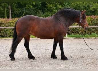 Weitere Kaltblüter, Stute, 12 Jahre, 160 cm, Dunkelbrauner