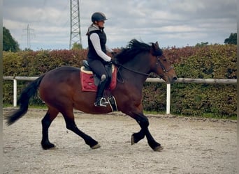Weitere Kaltblüter, Stute, 12 Jahre, 160 cm, Dunkelbrauner