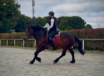 Weitere Kaltblüter, Stute, 12 Jahre, 160 cm, Dunkelbrauner