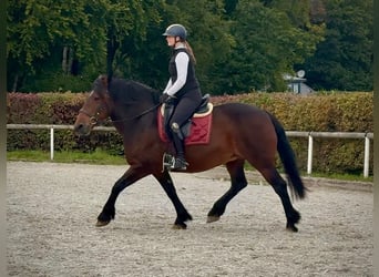 Weitere Kaltblüter, Stute, 12 Jahre, 160 cm, Dunkelbrauner