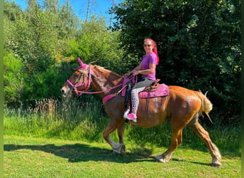 Weitere Kaltblüter, Stute, 12 Jahre, 163 cm, Fuchs