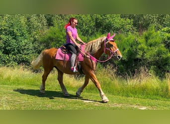 Weitere Kaltblüter, Stute, 12 Jahre, 163 cm, Fuchs