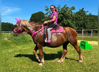 Weitere Kaltblüter, Stute, 12 Jahre, 163 cm, Fuchs