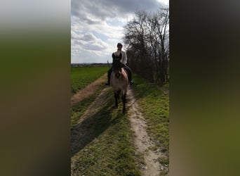 Weitere Kaltblüter Mix, Stute, 12 Jahre, 165 cm, Roan-Bay