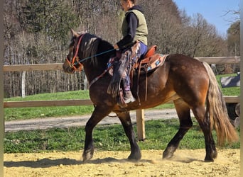 Weitere Kaltblüter, Stute, 13 Jahre, 151 cm, Dunkelfuchs