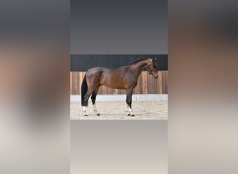 Weitere Kaltblüter Mix, Stute, 13 Jahre, 160 cm, Red Dun