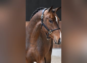 Weitere Kaltblüter Mix, Stute, 13 Jahre, 160 cm, Red Dun