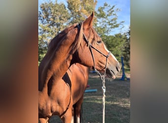 Weitere Kaltblüter Mix, Stute, 13 Jahre, 165 cm, Red Dun