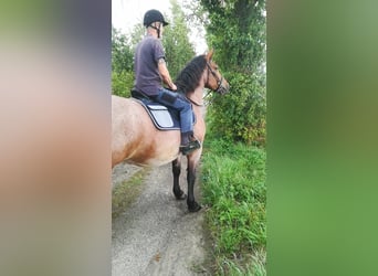 Weitere Kaltblüter Mix, Stute, 13 Jahre, 165 cm, Roan-Bay