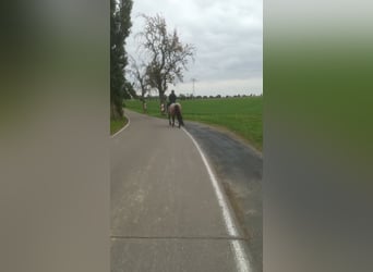 Weitere Kaltblüter Mix, Stute, 13 Jahre, 165 cm, Roan-Bay