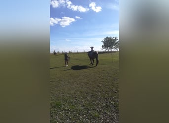 Weitere Kaltblüter Mix, Stute, 13 Jahre, 165 cm, Roan-Bay