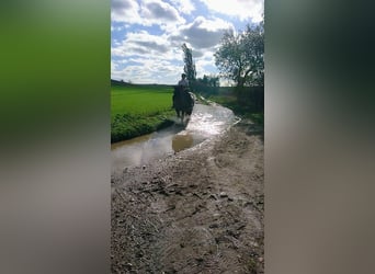 Weitere Kaltblüter Mix, Stute, 13 Jahre, 165 cm, Roan-Bay