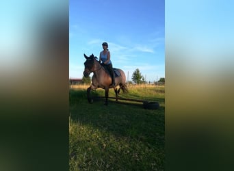 Weitere Kaltblüter Mix, Stute, 13 Jahre, 165 cm, Roan-Bay