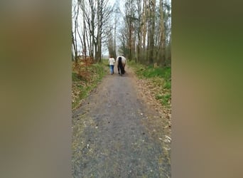 Weitere Kaltblüter Mix, Stute, 13 Jahre, 165 cm, Roan-Bay