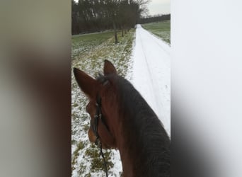 Weitere Kaltblüter Mix, Stute, 13 Jahre, 165 cm, Roan-Bay